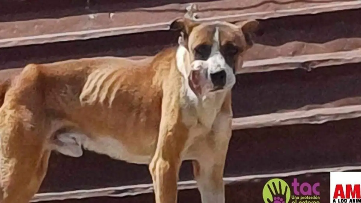 el Instituto de Bienestar Animal rescató de manera precautoria a un perro